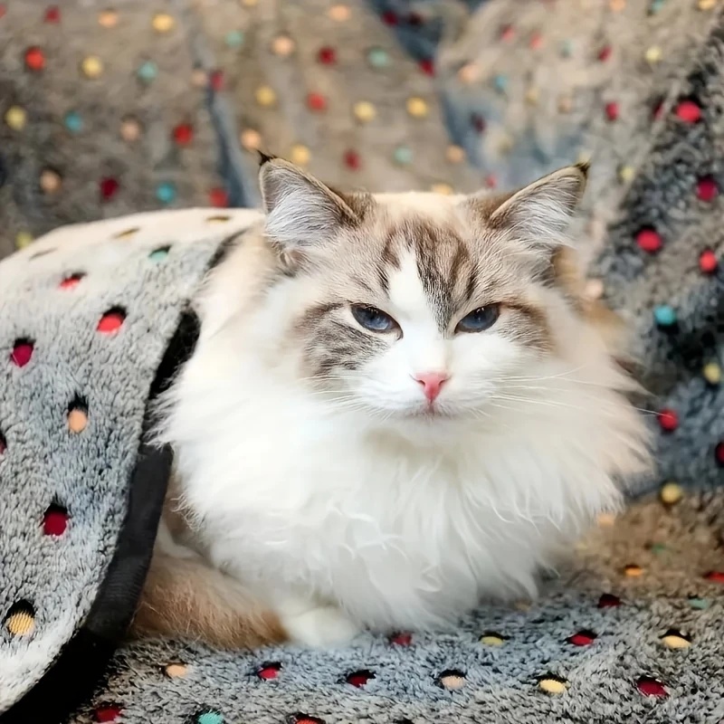 3PCS Soft Fluffy Pet Blanket C - Pet Supplies Store 评论和价格